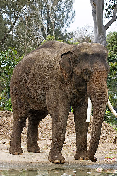 Asian Elephant of Tamilnadu